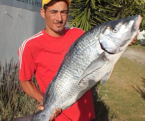 Hawemuur se 14.3kg Steenbras